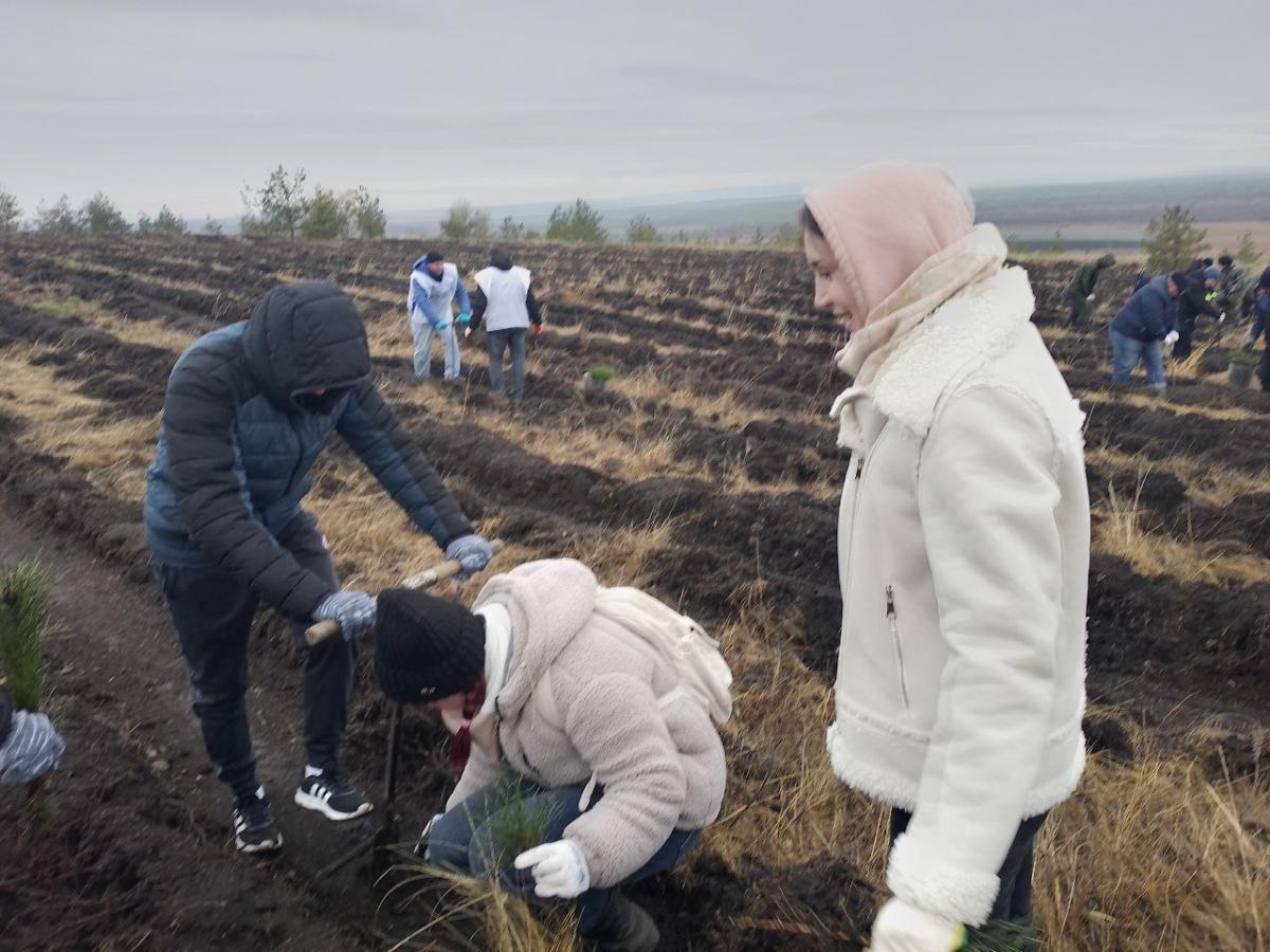 Студенты и преподаватели внесли свой вклад в увеличение лесистости Саратовской области Фото 2 Студенты и преподаватели внесли свой вклад в увеличение лесистости Саратовской области Фото 2