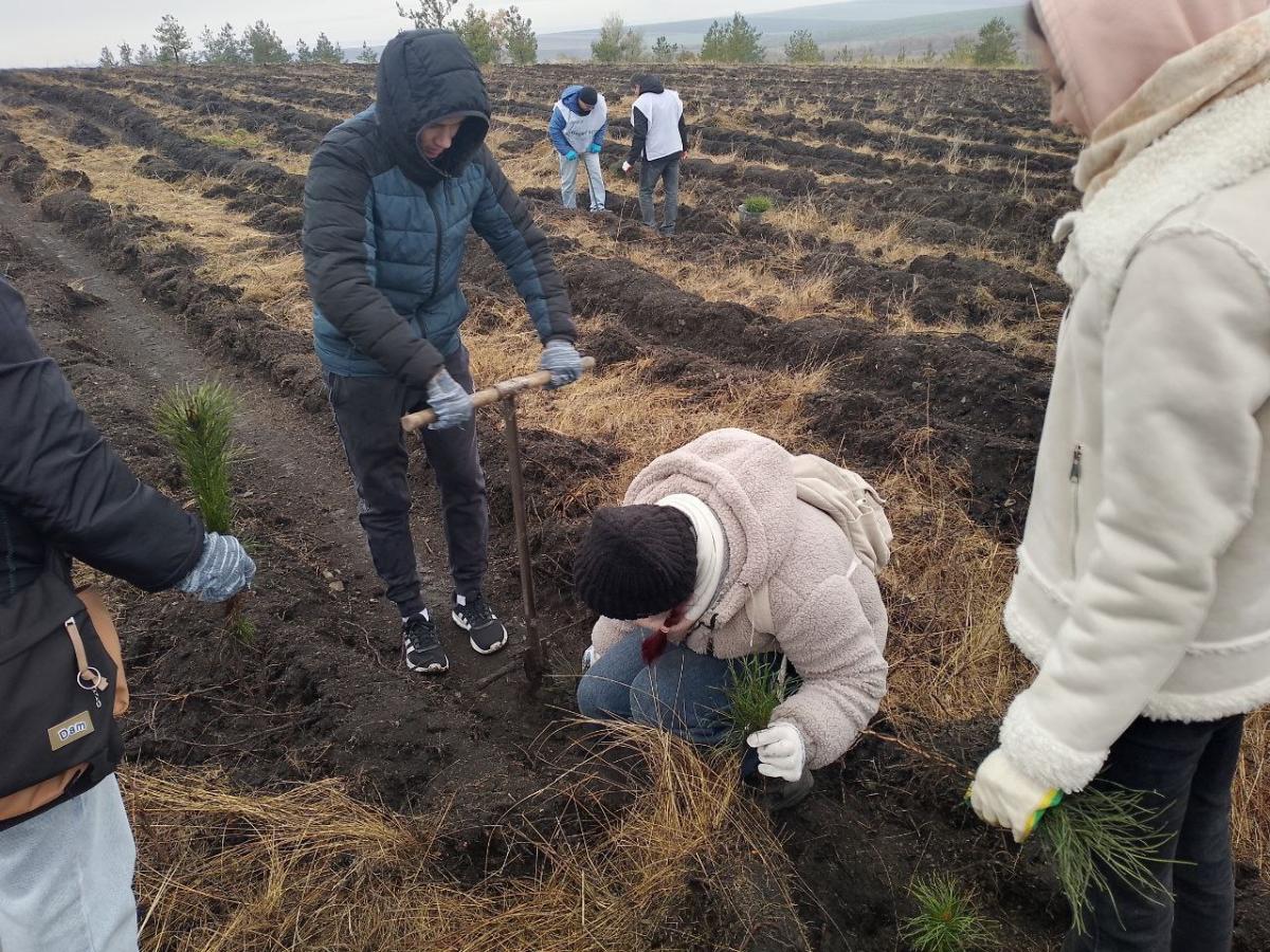 Студенты и преподаватели внесли свой вклад в увеличение лесистости Саратовской области Фото 3 Студенты и преподаватели внесли свой вклад в увеличение лесистости Саратовской области Фото 3