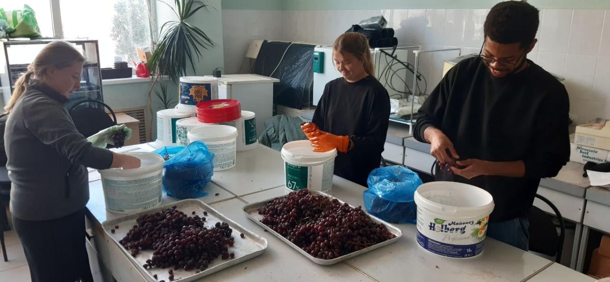 Итоги сбора винограда в УНПК «Агроцентр» Фото 8 Итоги сбора винограда в УНПК «Агроцентр» Фото 8