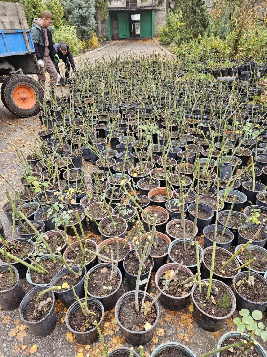 Участие студентов в подготовке питомников Агроцентра к зиме Фото 2
