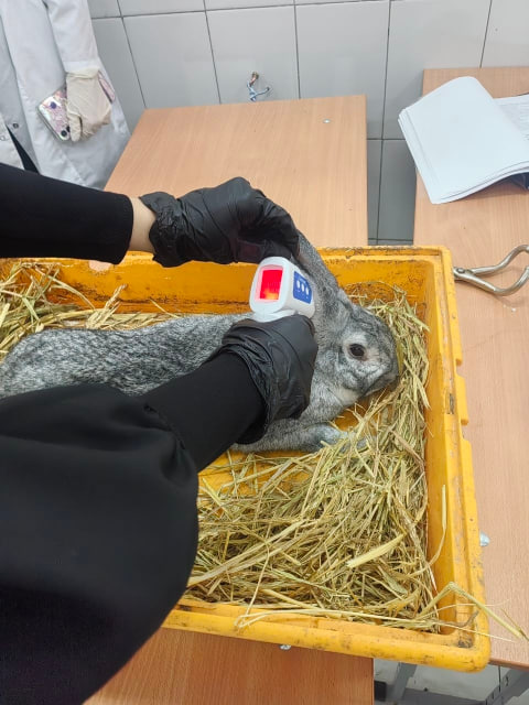 Учебная практика специальности 36.02.01 "Ветеринария" Фото 5