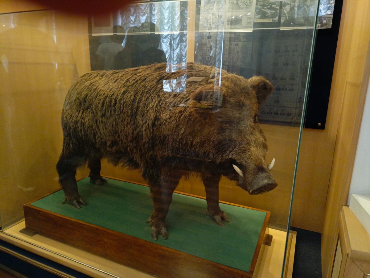 Первокурсники группы «Т Плюс» познакомились с историей Вавиловского университета в музее ВУЗа Фото 5