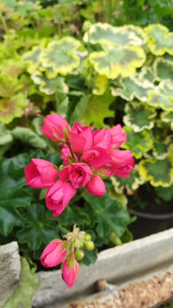 Выездные практические занятия на базе УНПК «Агроцентр» Фото 2 Выездные практические занятия на базе УНПК «Агроцентр» Фото 2