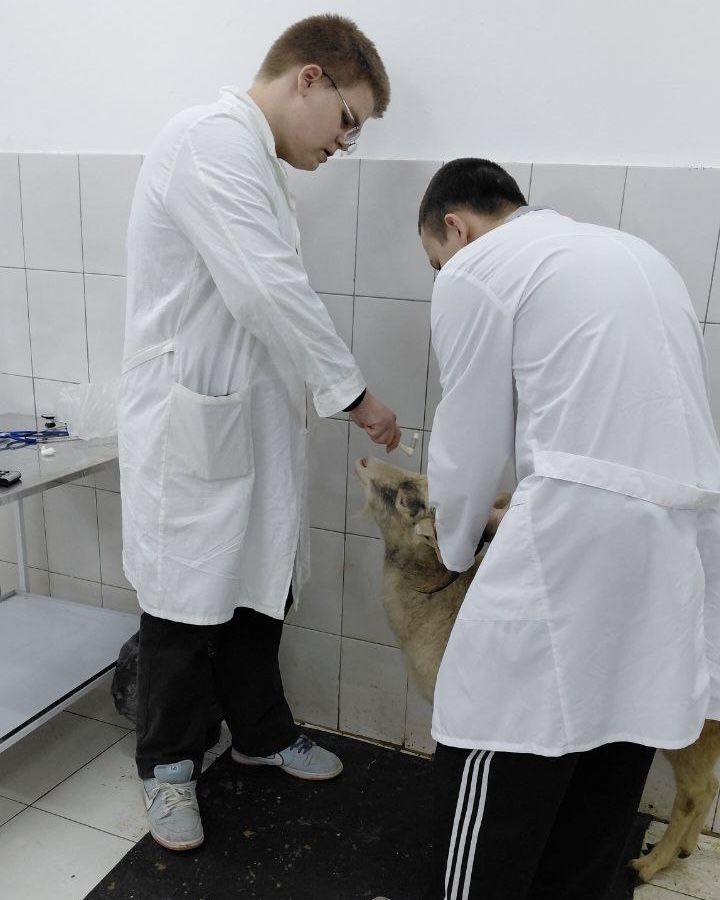 Учебная практика по МДК.02.01 Методики диагностики и лечения заболеваний сельскохозяйственных и непродуктивных животных Фото 1 Учебная практика по МДК.02.01 Методики диагностики и лечения заболеваний сельскохозяйственных и непродуктивных животных Фото 1