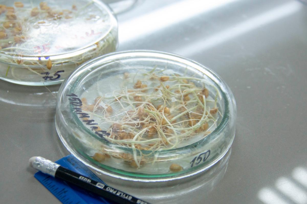 В Вавиловском университете открылся очный полуфинал олимпиады «Иннагрика» Фото 14 В Вавиловском университете открылся очный полуфинал олимпиады «Иннагрика» Фото 14