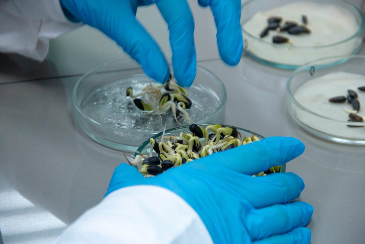 В Вавиловском университете открылся очный полуфинал олимпиады «Иннагрика» Фото 17 В Вавиловском университете открылся очный полуфинал олимпиады «Иннагрика» Фото 17