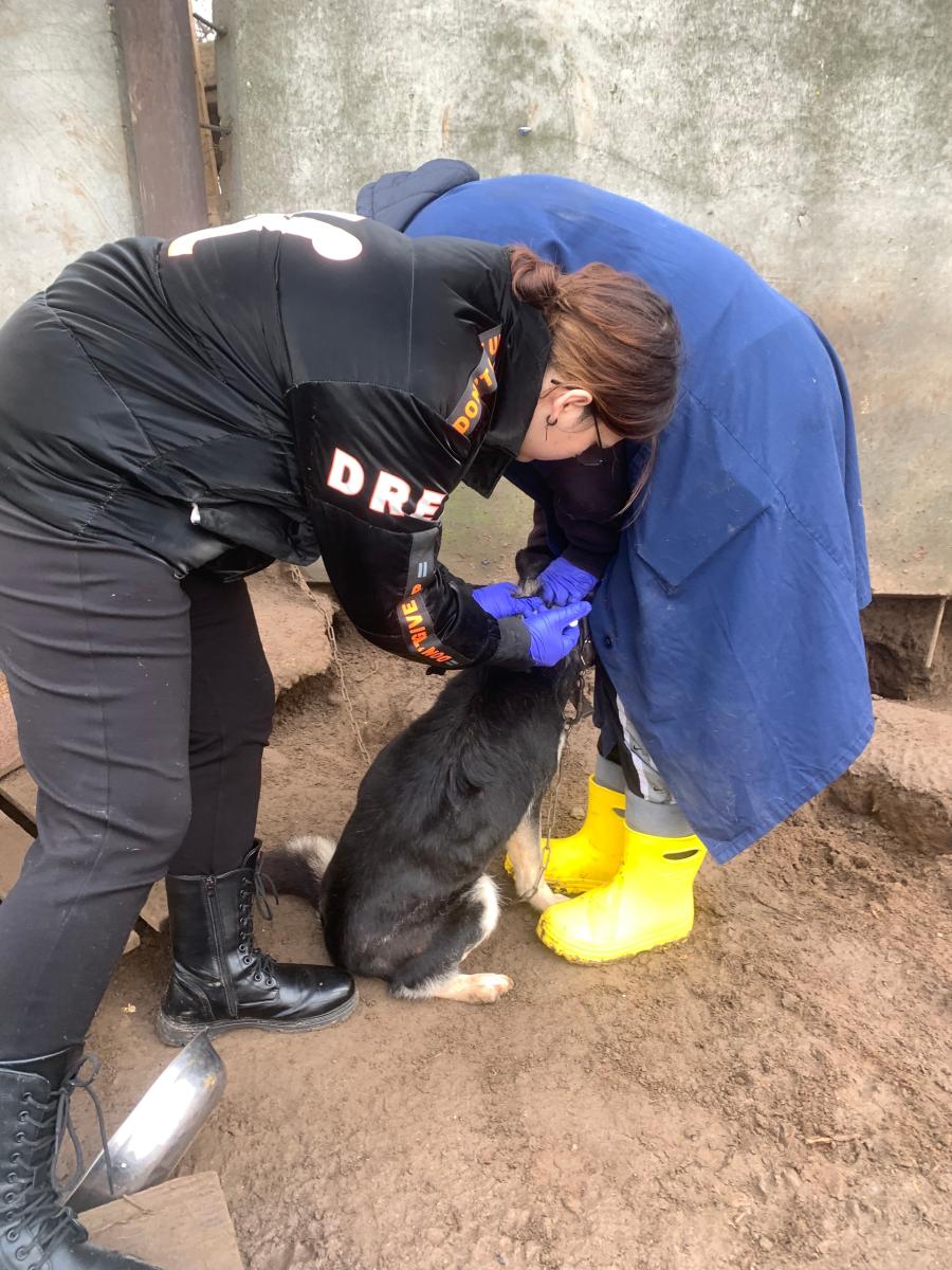 Плановая вакцинация в приюте "Доброе сердце" Фото 1