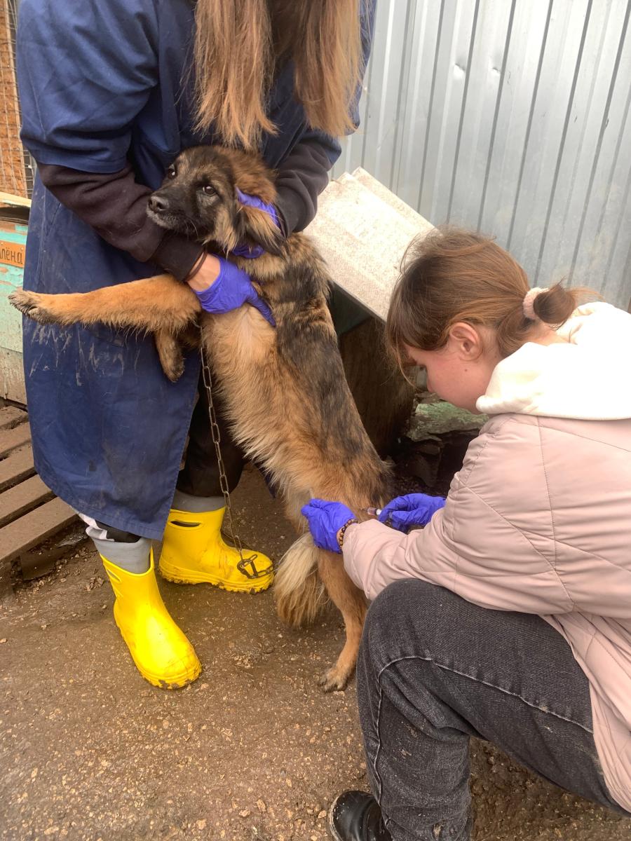 Плановая вакцинация в приюте "Доброе сердце" Фото 2