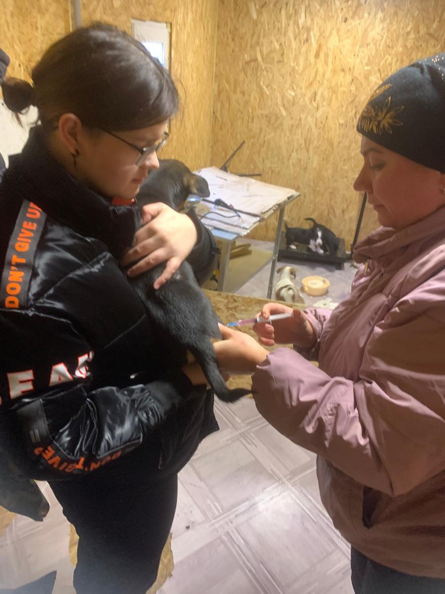 Плановая вакцинация в приюте "Доброе сердце" Фото 4