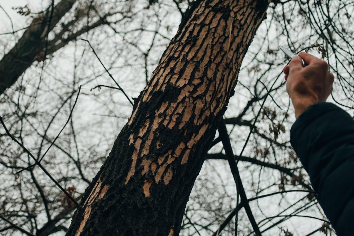 Состоялось выездное обследование поврежденных деревьев на ул. Астраханская Фото 1 Состоялось выездное обследование поврежденных деревьев на ул. Астраханская Фото 1