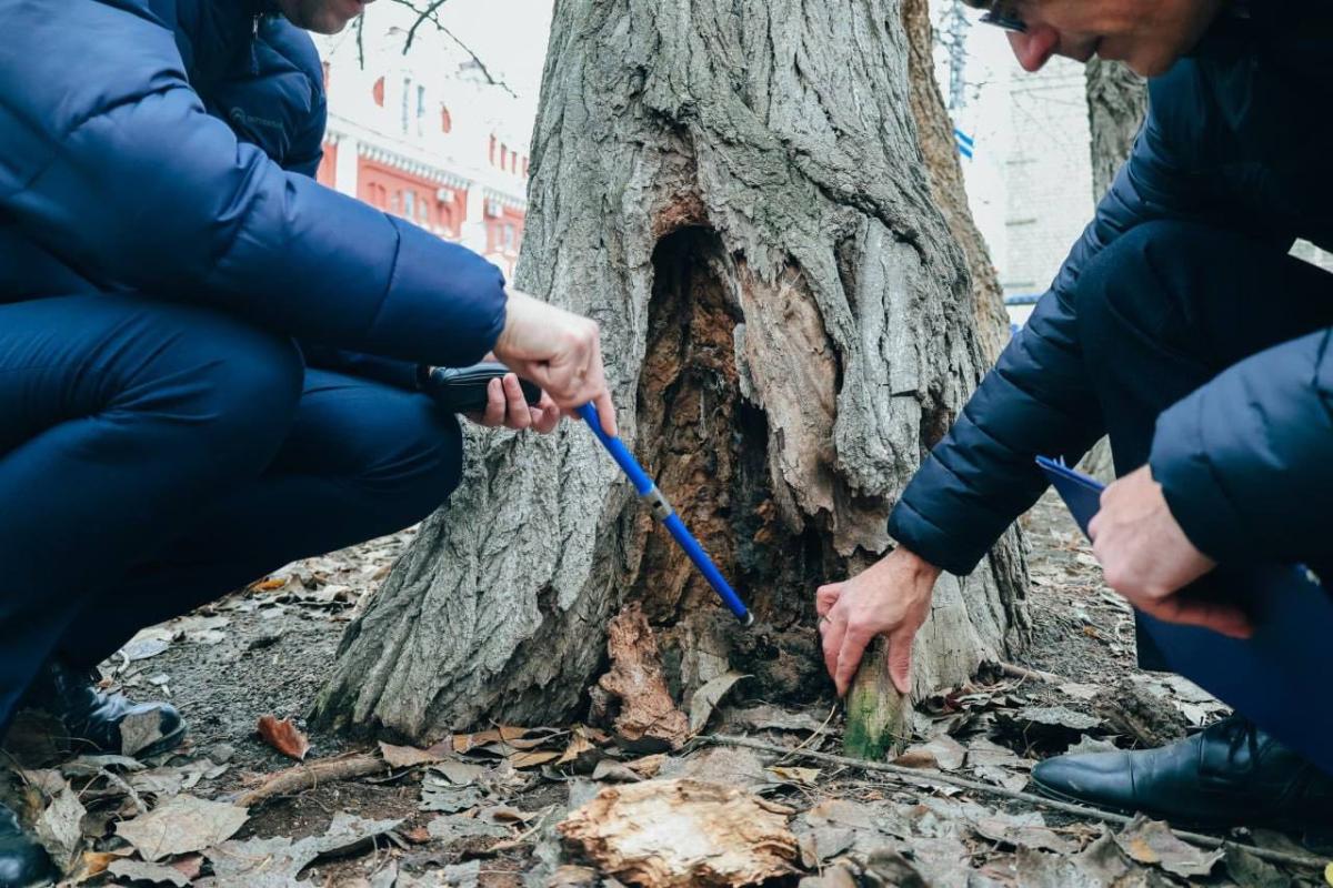 Состоялось выездное обследование поврежденных деревьев на ул. Астраханская Фото 2 Состоялось выездное обследование поврежденных деревьев на ул. Астраханская Фото 2