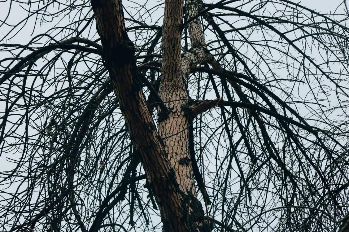 Состоялось выездное обследование поврежденных деревьев на ул. Астраханская Фото 4 Состоялось выездное обследование поврежденных деревьев на ул. Астраханская Фото 4