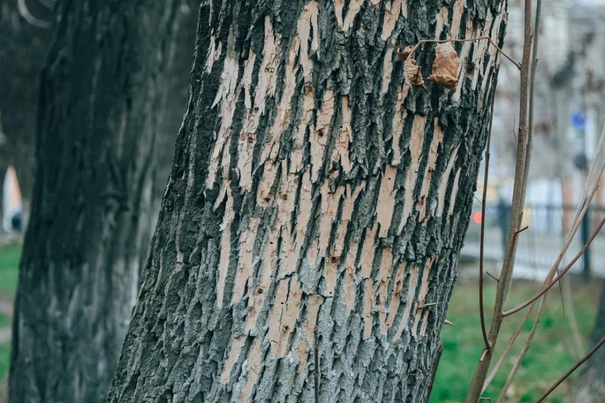 Состоялось выездное обследование поврежденных деревьев на ул. Астраханская Фото 6 Состоялось выездное обследование поврежденных деревьев на ул. Астраханская Фото 6