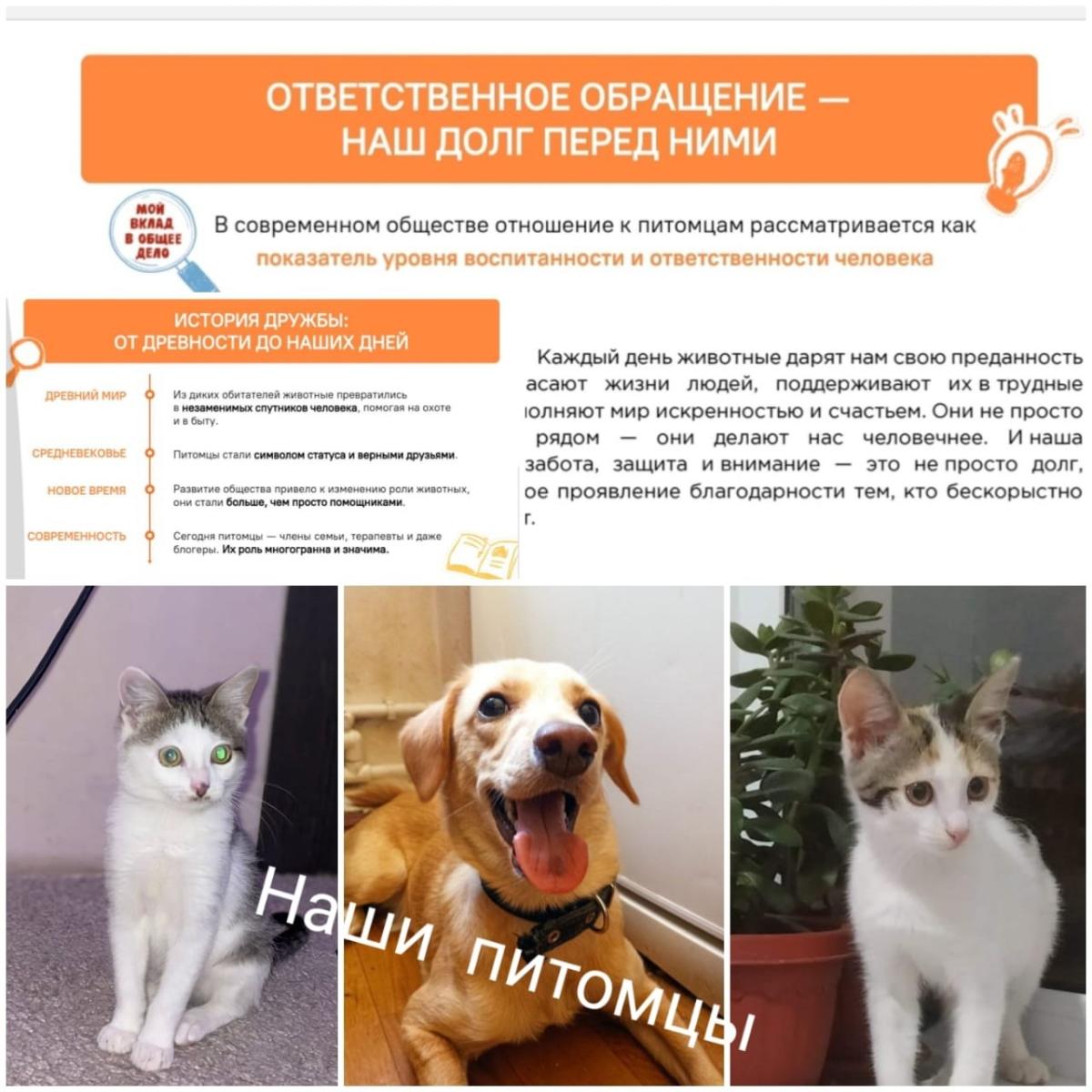 Торжественная линейка. Разговоры о важном. Фото 4