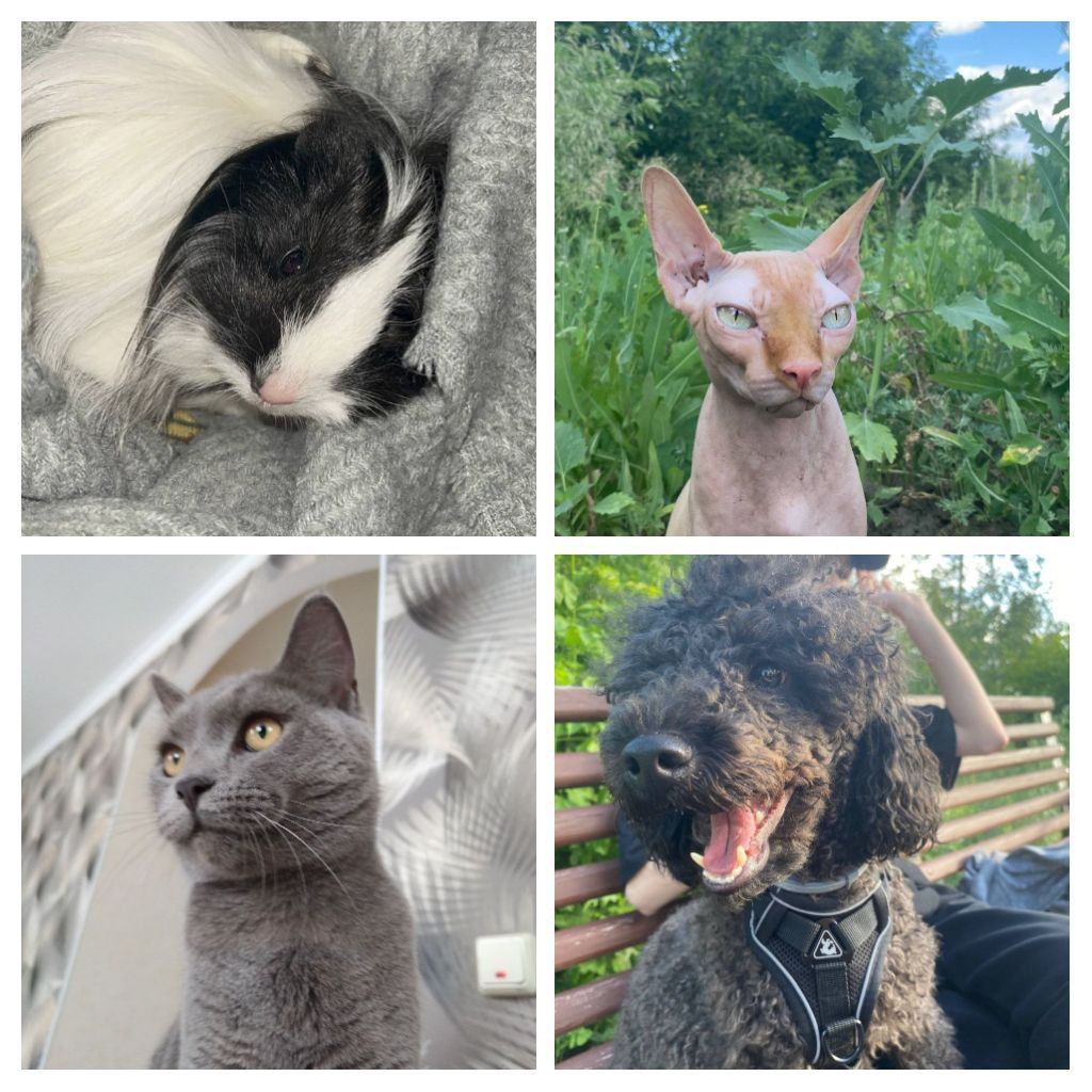 Эвристическая беседа «Домашние питомцы» Фото 5