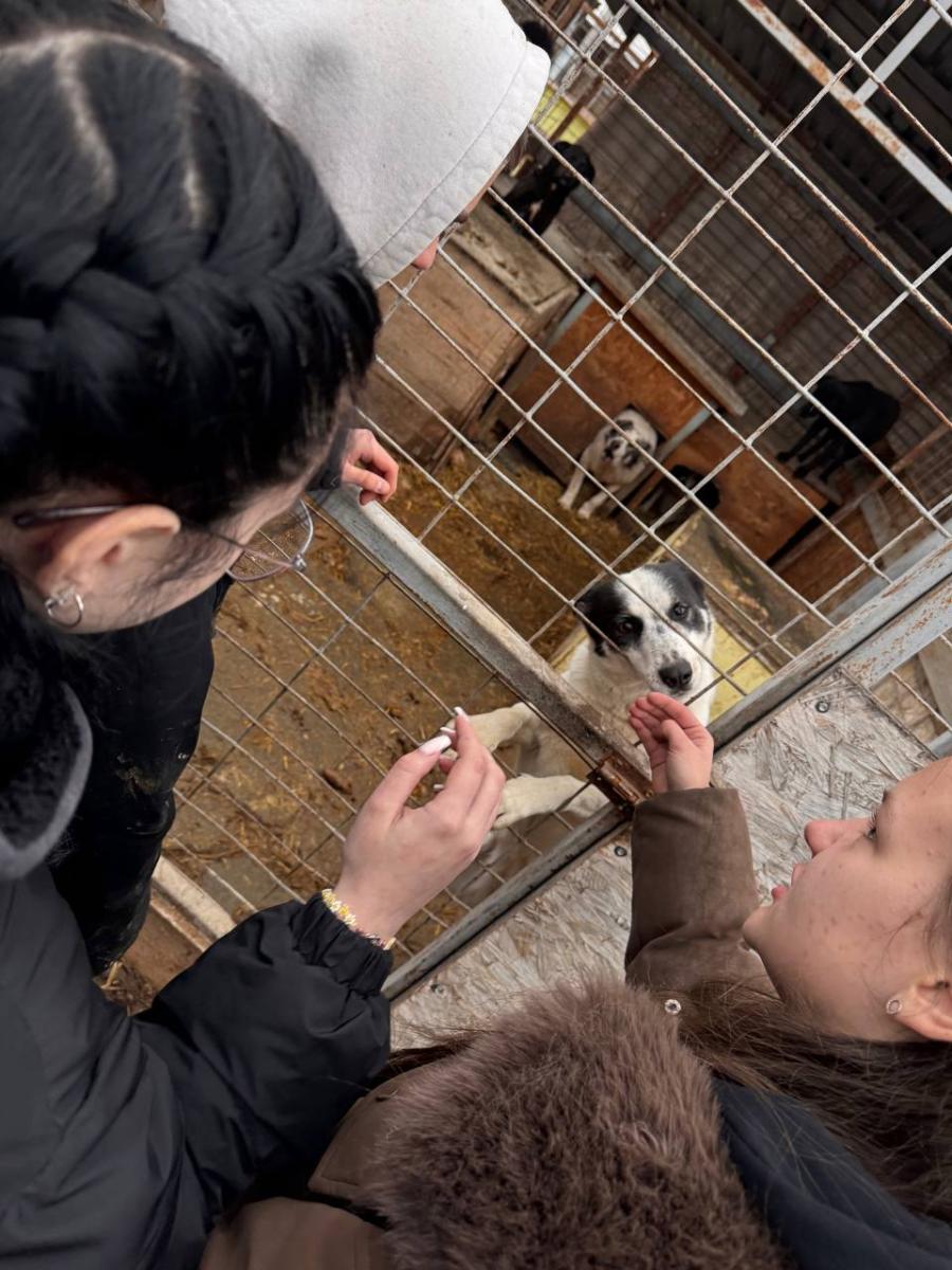 Благотворительная акция для помощи бездомным животным Фото 1 Благотворительная акция для помощи бездомным животным Фото 1