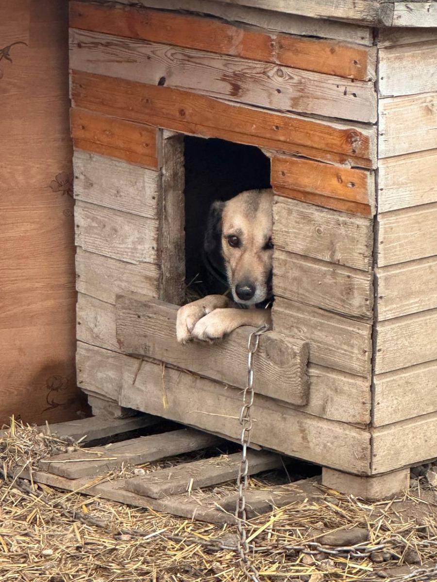 Благотворительная акция для помощи бездомным животным Фото 2 Благотворительная акция для помощи бездомным животным Фото 2