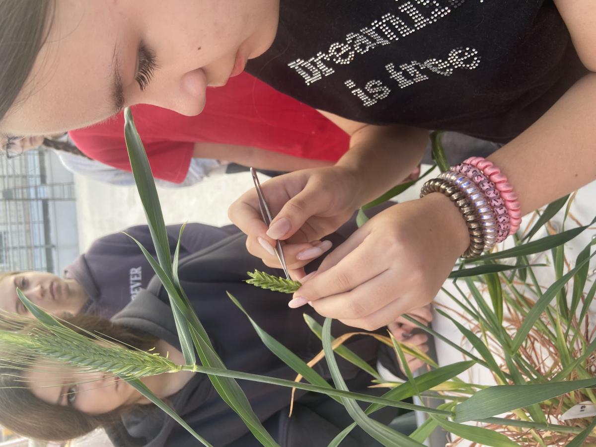 Профориентационная работа в фитотронно-тепличном интеллектуальном комплексе