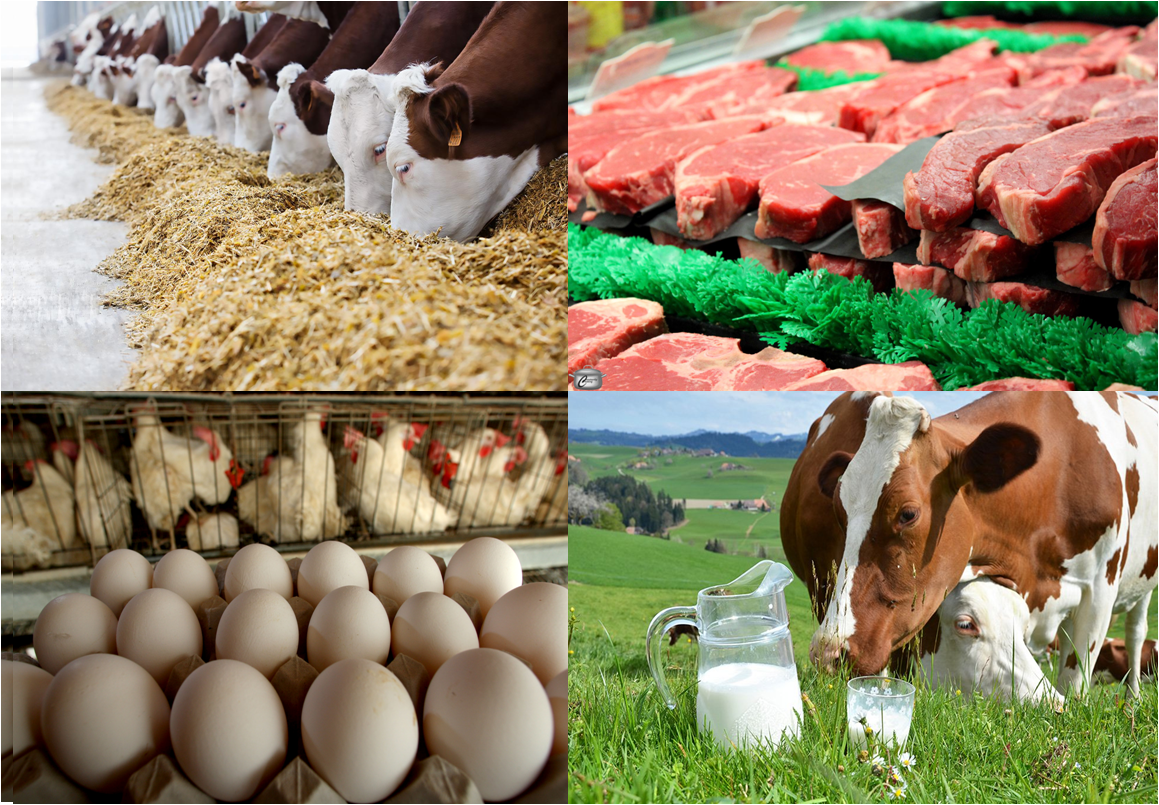 Современные технологические подходы к созданию и совершенствованию продуктов животного происхождения