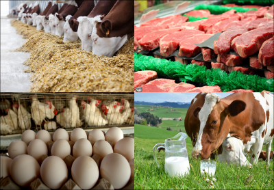 Современные технологические подходы к созданию и совершенствованию продуктов животного происхождения