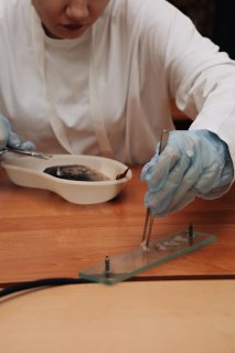 Мастер-класс «Ветеринария на столе у домохозяйки»