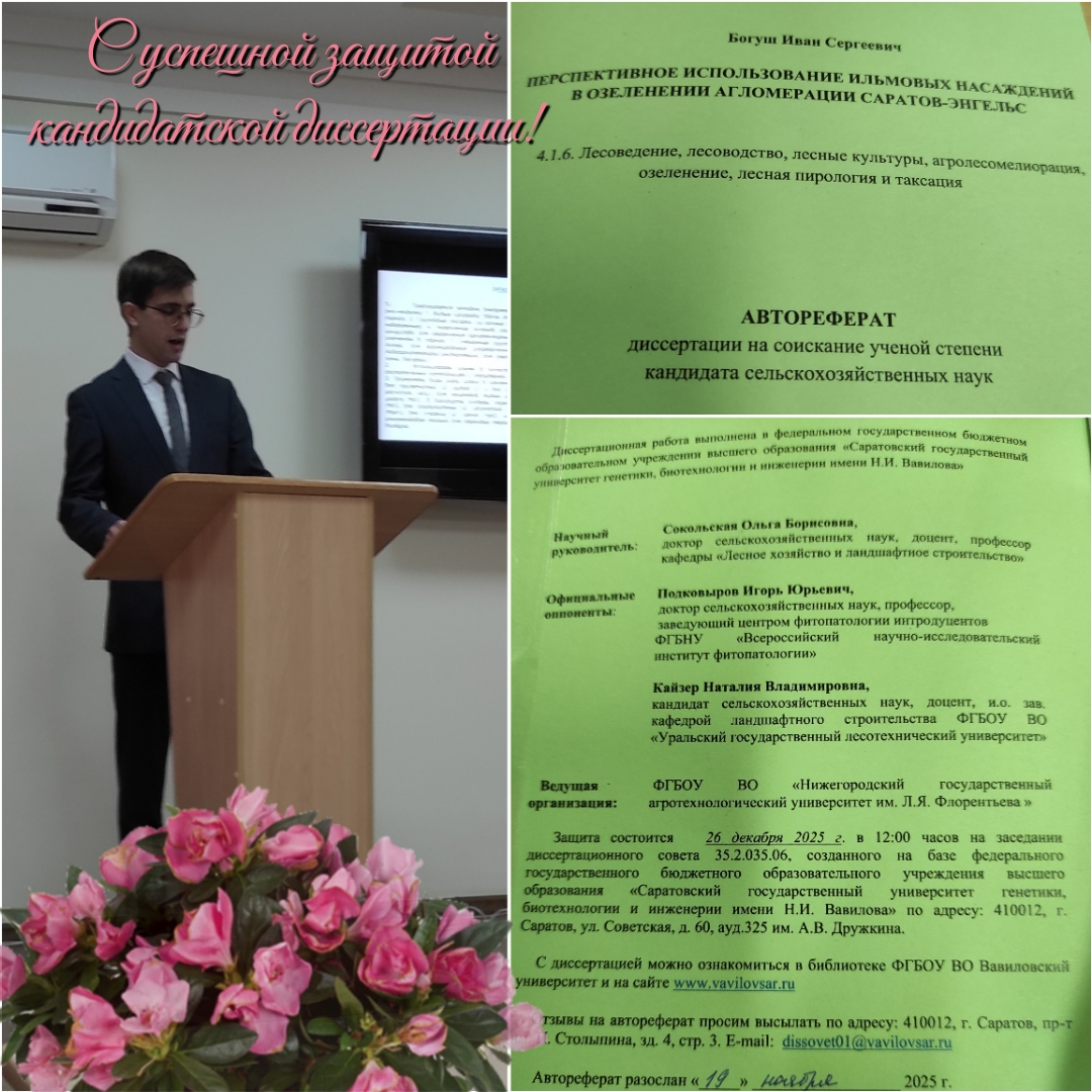 ИЛЬМОВЫЕ – КЛЮЧ К УСТОЙЧИВОМУ ОЗЕЛЕНЕНИЮ ГОРОДОВ