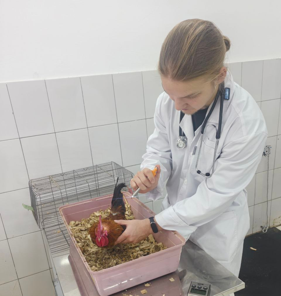 Внутренний отбор в рамках чемпионата «Профессионалы» по компетенции «Ветеринария» Фото 1