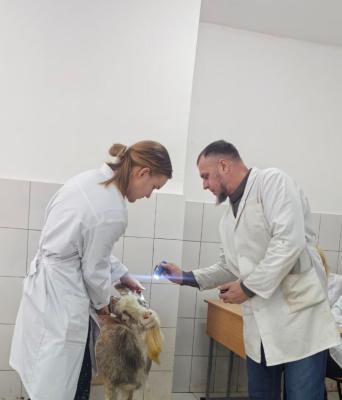 Внутренний отбор в рамках чемпионата «Профессионалы» по компетенции «Ветеринария»