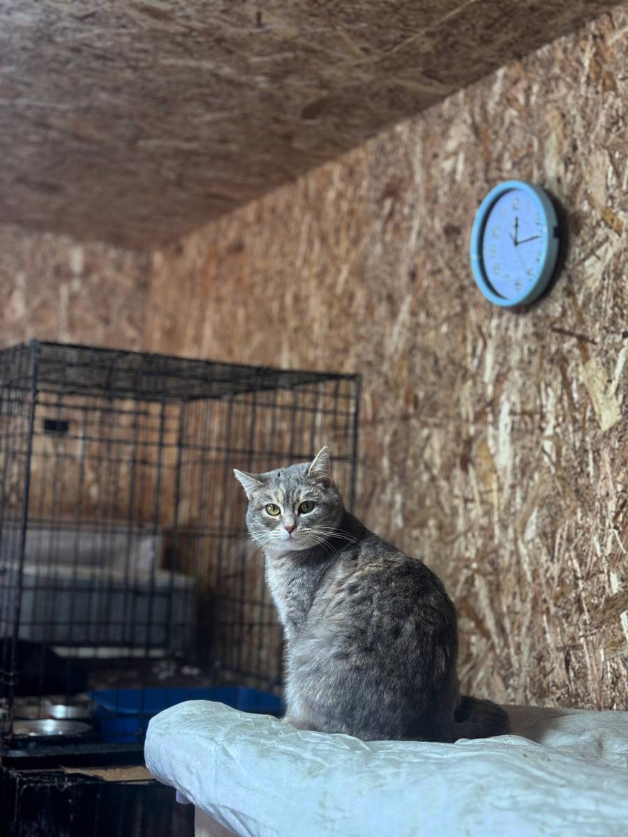 Благотворительная акция «От сердца к сердцу» обучающиеся Пугачевского филиала посетили приют