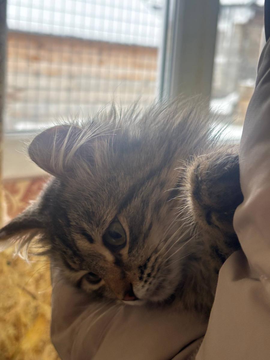 Благотворительная акция «От сердца к сердцу» обучающиеся Пугачевского филиала посетили приют Фото 2