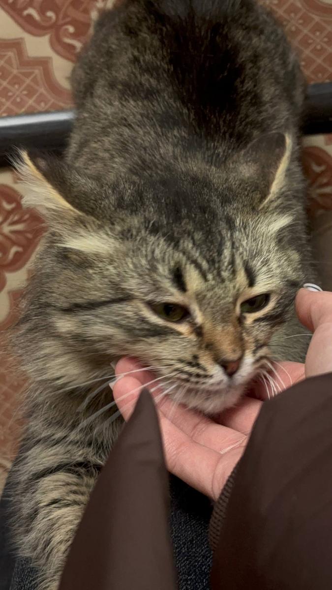 Благотворительная акция «От сердца к сердцу» обучающиеся Пугачевского филиала посетили приют Фото 3