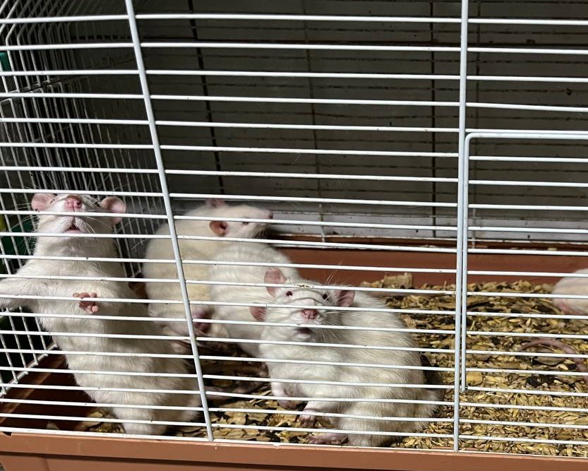 Практическое занятие «Содержание лабораторных животных» Фото 2