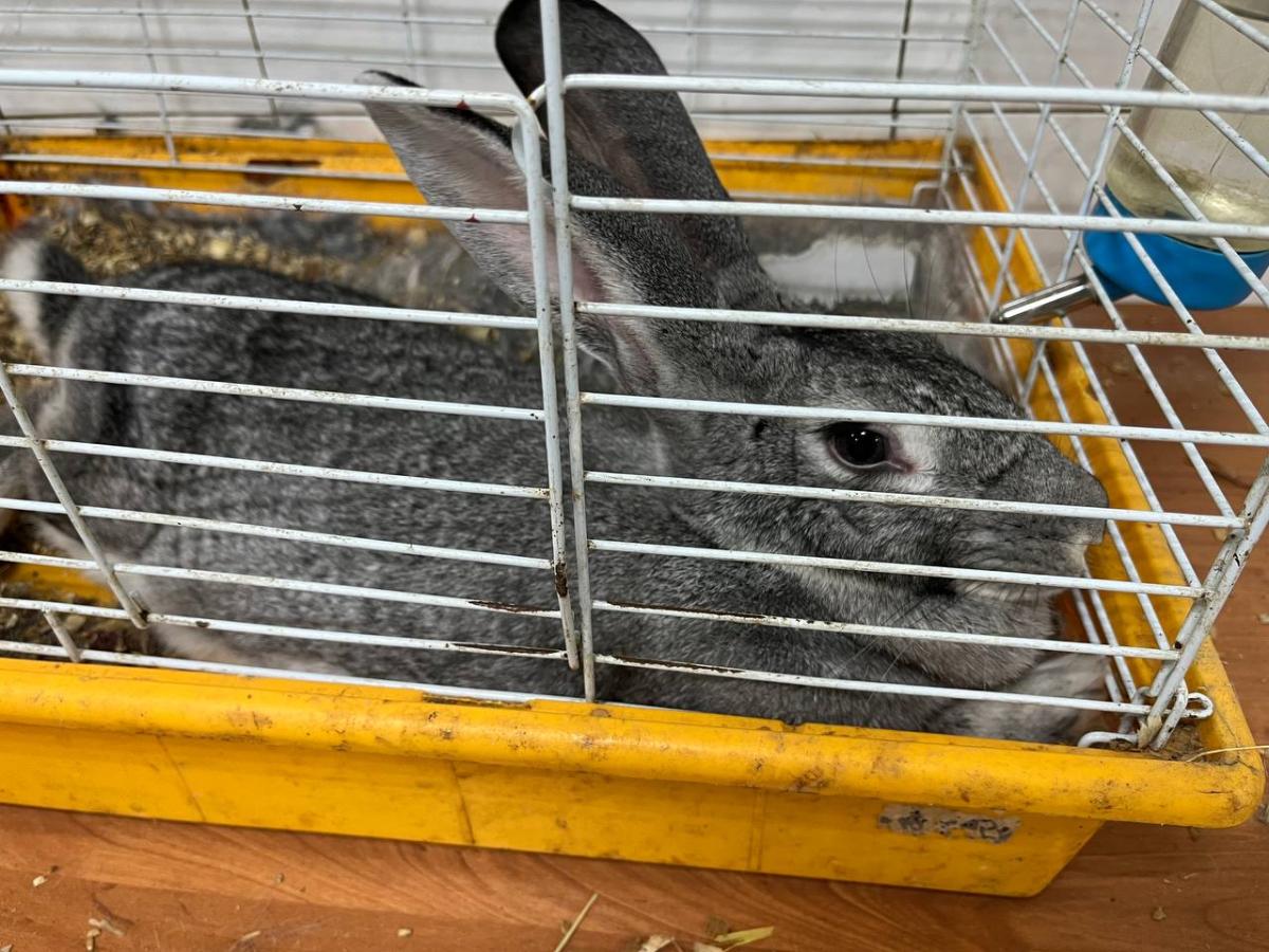 Практическое занятие «Содержание лабораторных животных» Фото 3