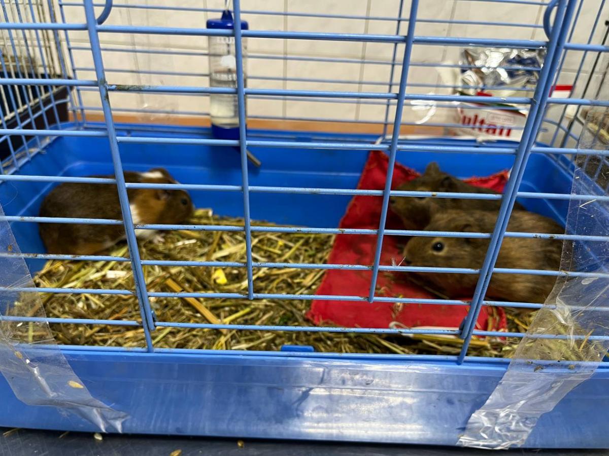 Практическое занятие «Содержание лабораторных животных» Фото 4