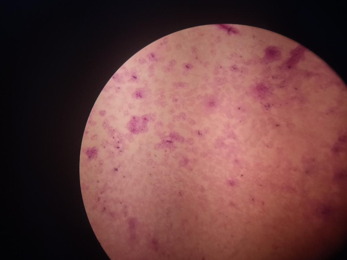 Учебная практика специальности 36.02.01 Ветеринария Фото 2