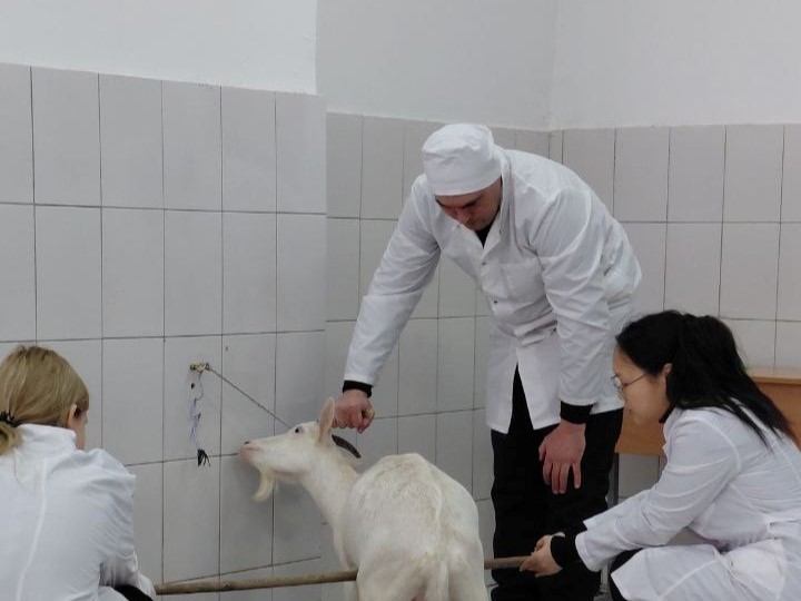 Учебная практика специальности 36.02.01 Ветеринария Фото 3