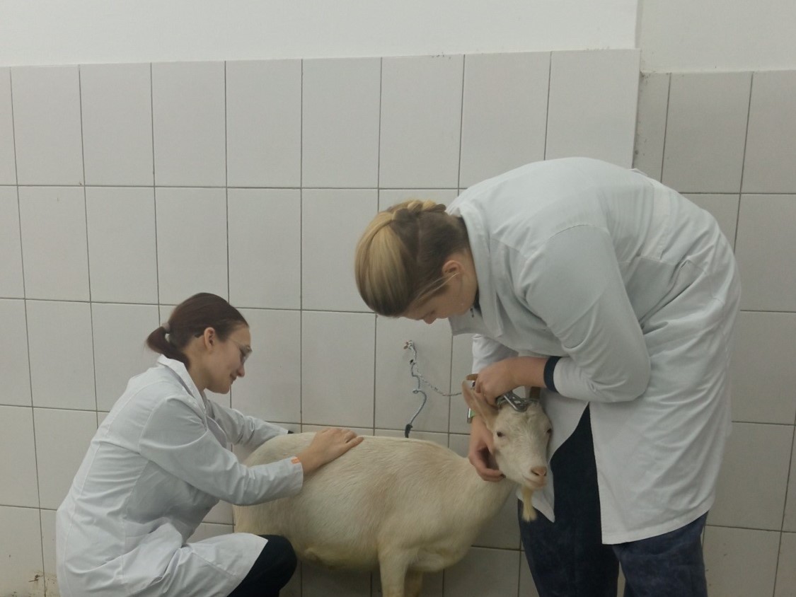 Учебная практика специальности 36.02.01 Ветеринария