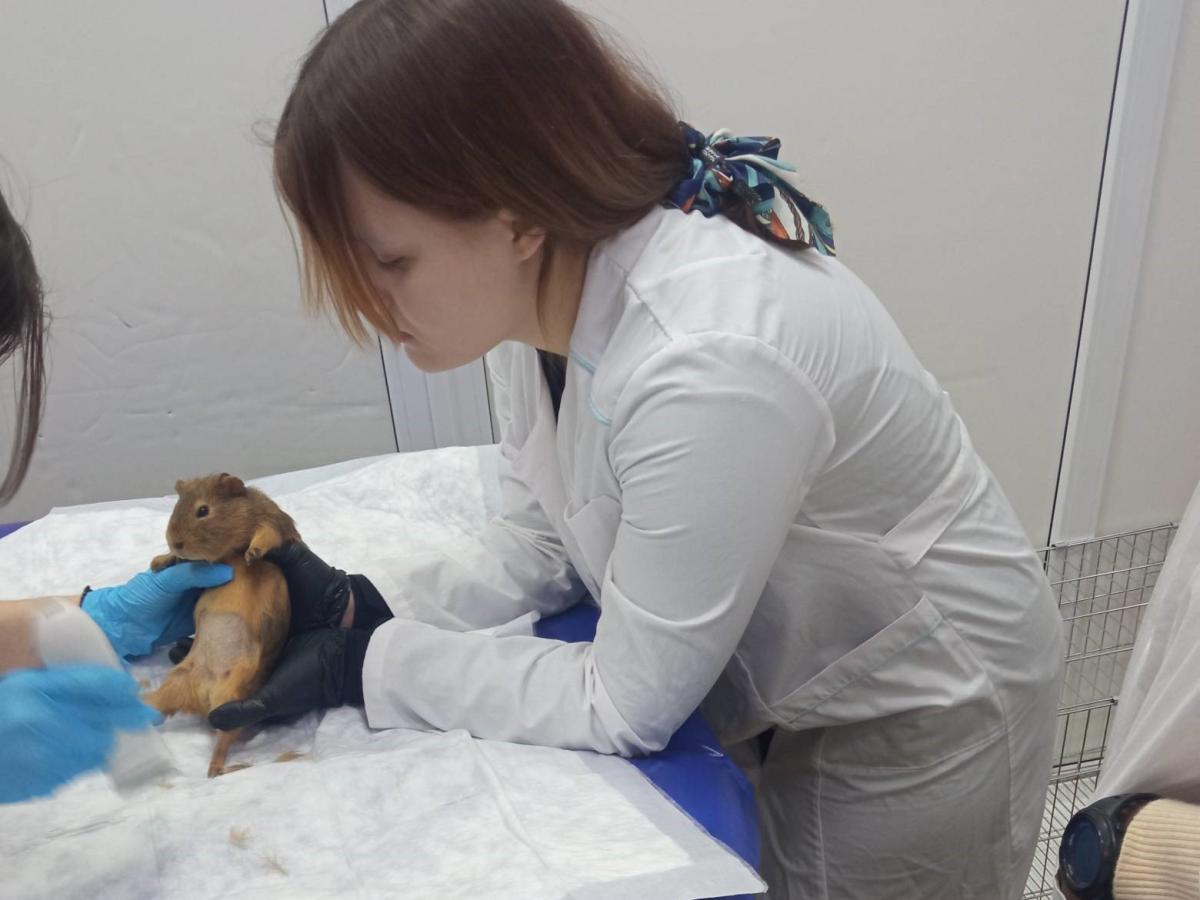 Будущие ветеринары на практическом занятии Фото 1