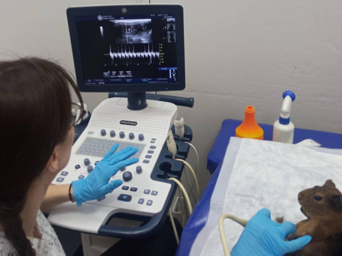 Будущие ветеринары на практическом занятии Фото 3