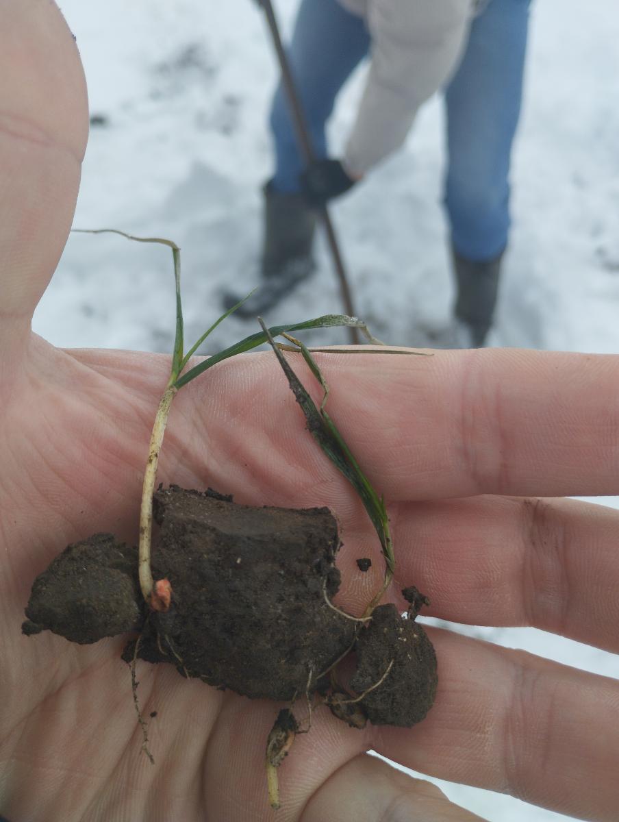 Оценка состояния посевов озимых культур на опытном поле Фото 3 Оценка состояния посевов озимых культур на опытном поле Фото 3