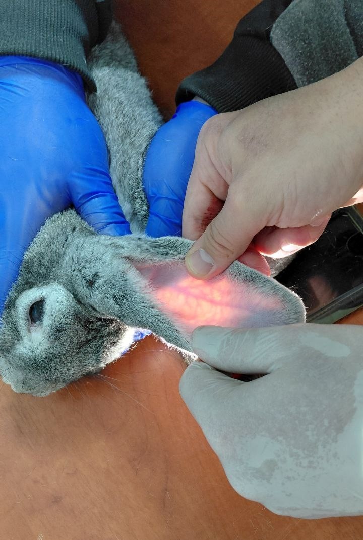 Учебная практика специальности 36.02.01 Ветеринария Фото 1