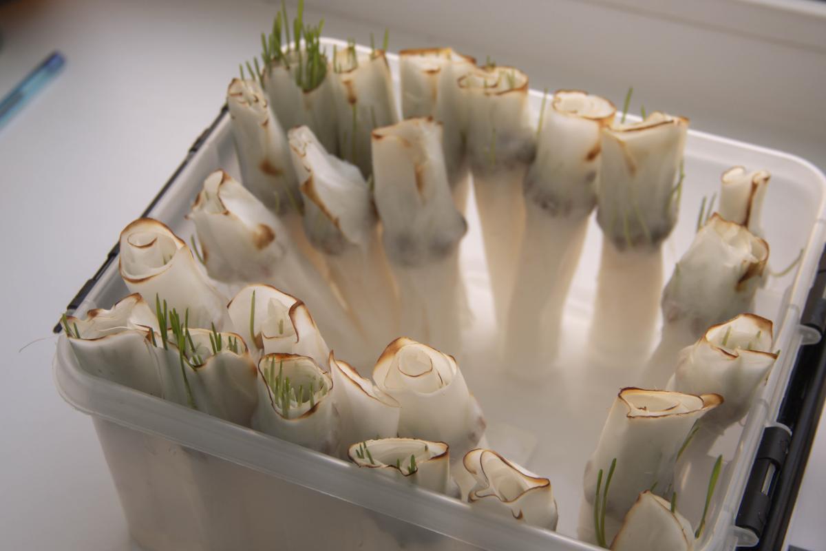 Чемпионат «Профессионалы-2026»: В Вавиловском университете стартовала компетенция «Агрономия» Фото 1