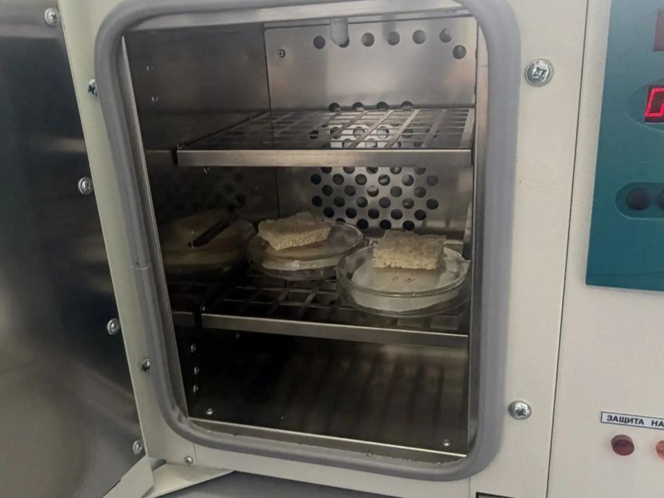 Практикум по микробиологии: Будущие технологи хлебопечения провели экспертизу муки Фото 4