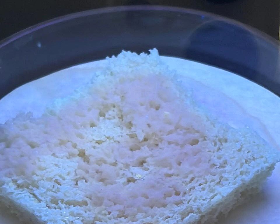 Практикум по микробиологии: Будущие технологи хлебопечения провели экспертизу муки Фото 5