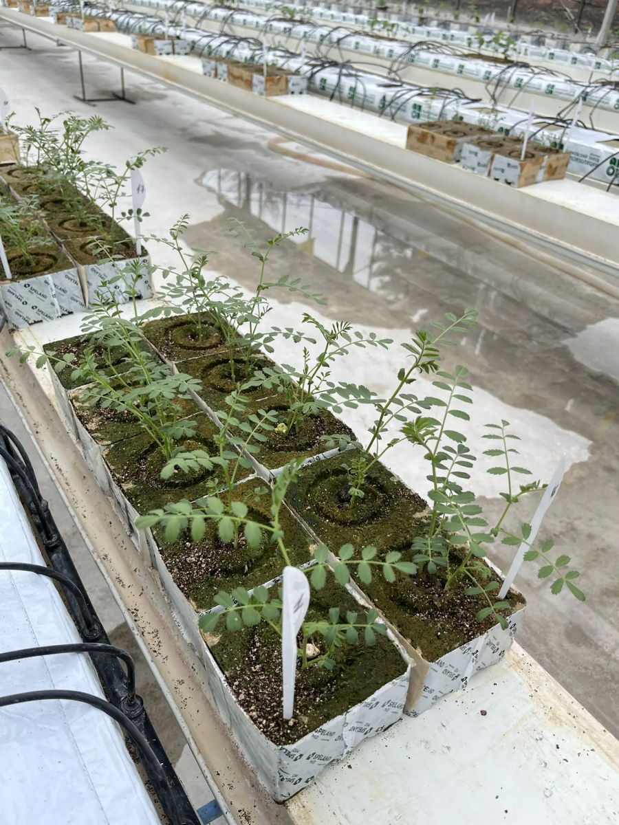 Сотрудники и студенты кафедры «Гидромелиорация, природообустройство и строительство в АПК» посетили с экскурсией УНУ «Фитотронно-тепличный интеллектуальный комплекс» Фото 12 Сотрудники и студенты кафедры «Гидромелиорация, природообустройство и строительство в АПК» посетили с экскурсией УНУ «Фитотронно-тепличный интеллектуальный комплекс» Фото 12