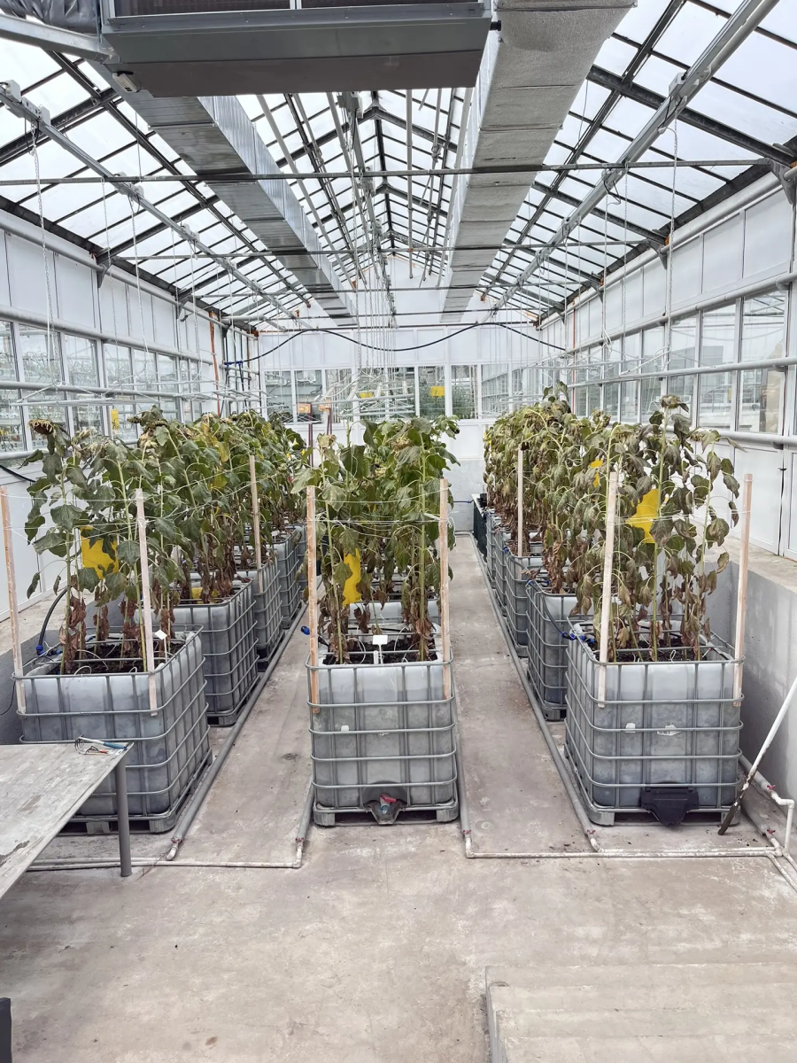 Сотрудники и студенты кафедры «Гидромелиорация, природообустройство и строительство в АПК» посетили с экскурсией УНУ «Фитотронно-тепличный интеллектуальный комплекс» Фото 13 Сотрудники и студенты кафедры «Гидромелиорация, природообустройство и строительство в АПК» посетили с экскурсией УНУ «Фитотронно-тепличный интеллектуальный комплекс» Фото 13