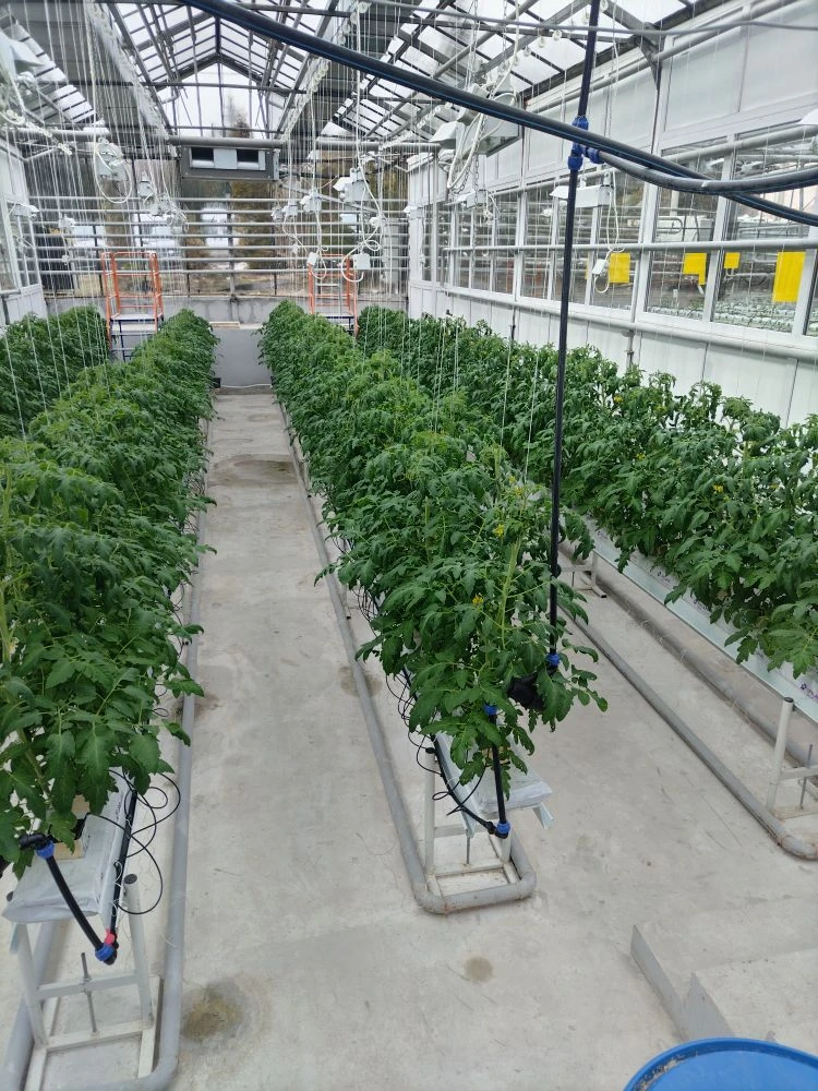 Сотрудники и студенты кафедры «Гидромелиорация, природообустройство и строительство в АПК» посетили с экскурсией УНУ «Фитотронно-тепличный интеллектуальный комплекс» Фото 5 Сотрудники и студенты кафедры «Гидромелиорация, природообустройство и строительство в АПК» посетили с экскурсией УНУ «Фитотронно-тепличный интеллектуальный комплекс» Фото 5