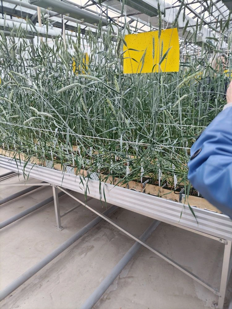 Сотрудники и студенты кафедры «Гидромелиорация, природообустройство и строительство в АПК» посетили с экскурсией УНУ «Фитотронно-тепличный интеллектуальный комплекс» Фото 6 Сотрудники и студенты кафедры «Гидромелиорация, природообустройство и строительство в АПК» посетили с экскурсией УНУ «Фитотронно-тепличный интеллектуальный комплекс» Фото 6