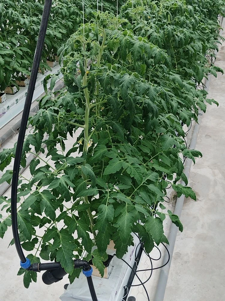 Сотрудники и студенты кафедры «Гидромелиорация, природообустройство и строительство в АПК» посетили с экскурсией УНУ «Фитотронно-тепличный интеллектуальный комплекс» Фото 7 Сотрудники и студенты кафедры «Гидромелиорация, природообустройство и строительство в АПК» посетили с экскурсией УНУ «Фитотронно-тепличный интеллектуальный комплекс» Фото 7