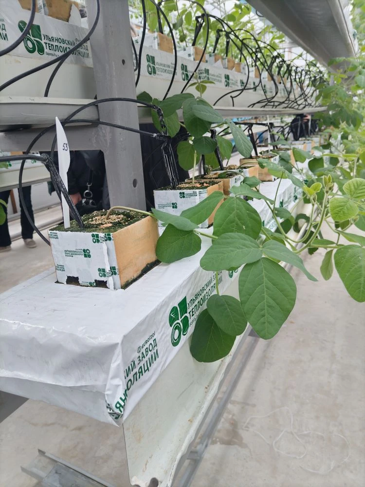 Сотрудники и студенты кафедры «Гидромелиорация, природообустройство и строительство в АПК» посетили с экскурсией УНУ «Фитотронно-тепличный интеллектуальный комплекс» Фото 8 Сотрудники и студенты кафедры «Гидромелиорация, природообустройство и строительство в АПК» посетили с экскурсией УНУ «Фитотронно-тепличный интеллектуальный комплекс» Фото 8